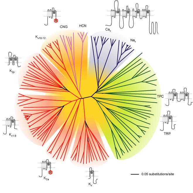 amino acid sequence